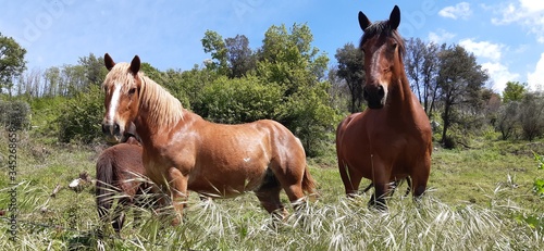 Cavalli al pascolo sulle montagne di Artena photo