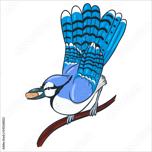 Blue jay with a nut in its beak isolated on a white background. Vector graphics. photo