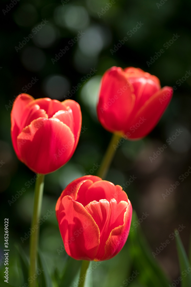Tulip Dow Jones in flower in a garden in the United Kingdom Tulip Dow Jones in flower in a garden in the United Kingdom