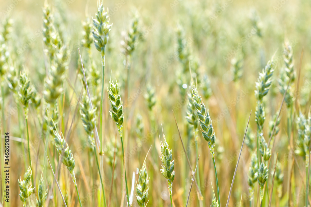 Background of wheat plants, ripening wheat in the farmer‘s field, ecological cereals for producing healthy food ; nature and plant background concept Background of wheat plants, ripening wheat in the farmer‘s field, ecological cereals for producing healthy food ; nature and plant background concept