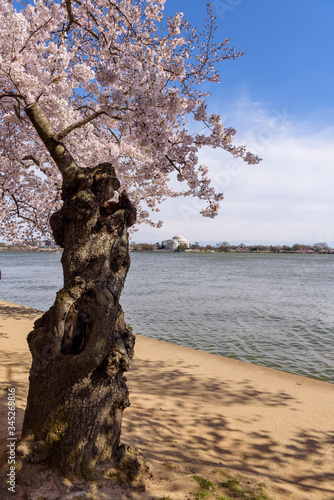 Gnarly Cherry Tree Blossoming on the Tidal Basin with The Jefferson Memorial Background on the Sunny Day