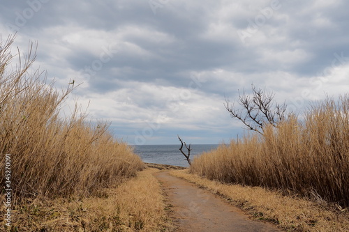 曇った日の海へと続く道