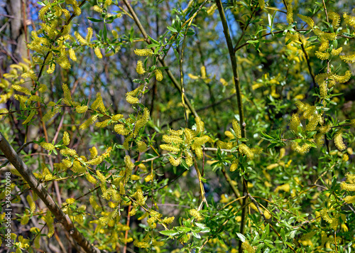 Yellow flourishing willow