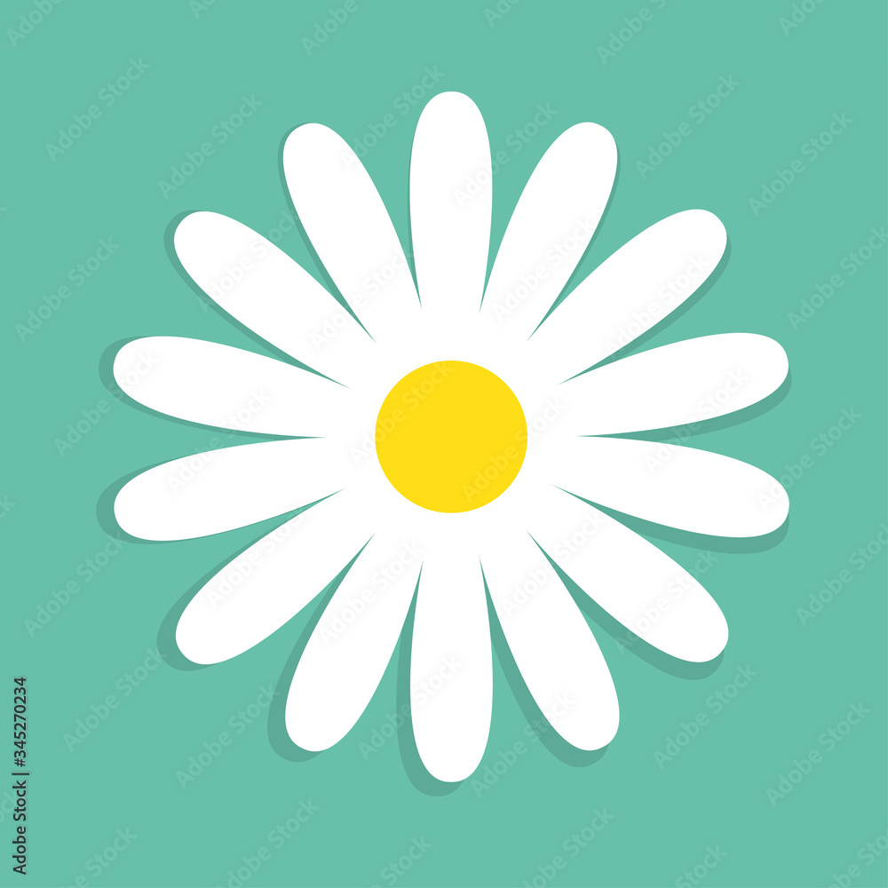 Fototapeta premium ładny kwiat rumianku na białym tle na niebieskim tle