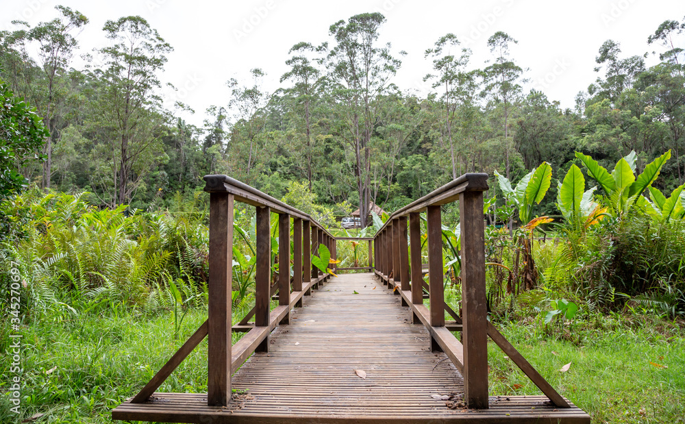 A beautiful wooden bridge in the middle of the jungle