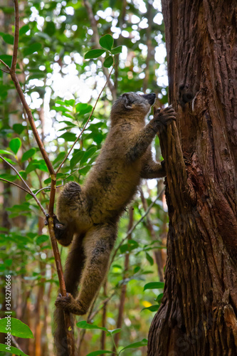 A brown maki lemur bounces on the trees