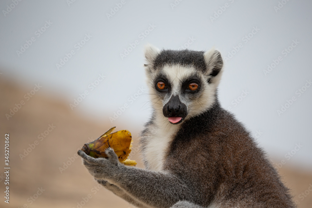 Fototapeta premium The funny ring-tailed lemurs in their natural environment