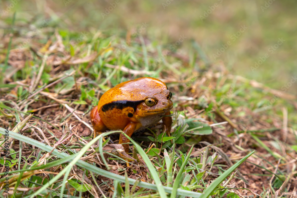 Naklejka premium A large orange frog is sitting in the grass
