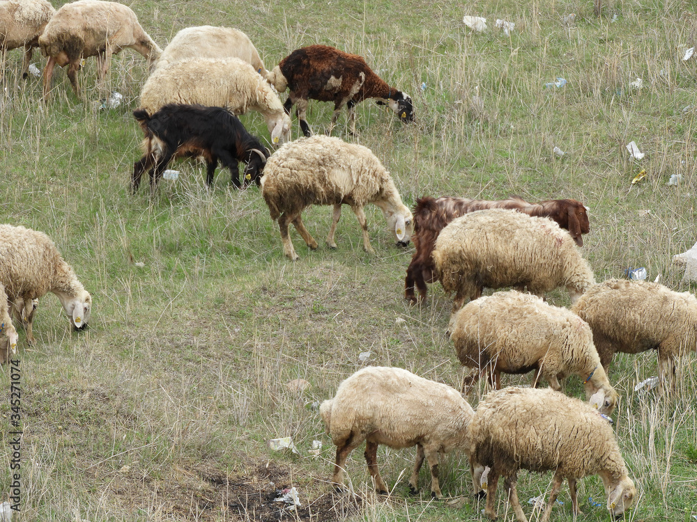 Obraz premium plastic and nylon wastes harm the grazing areas of the animals, sheep and goats grazing in the pasture,