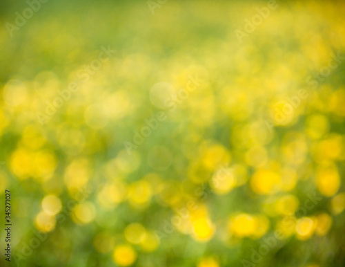 Yellow flowers in the field.