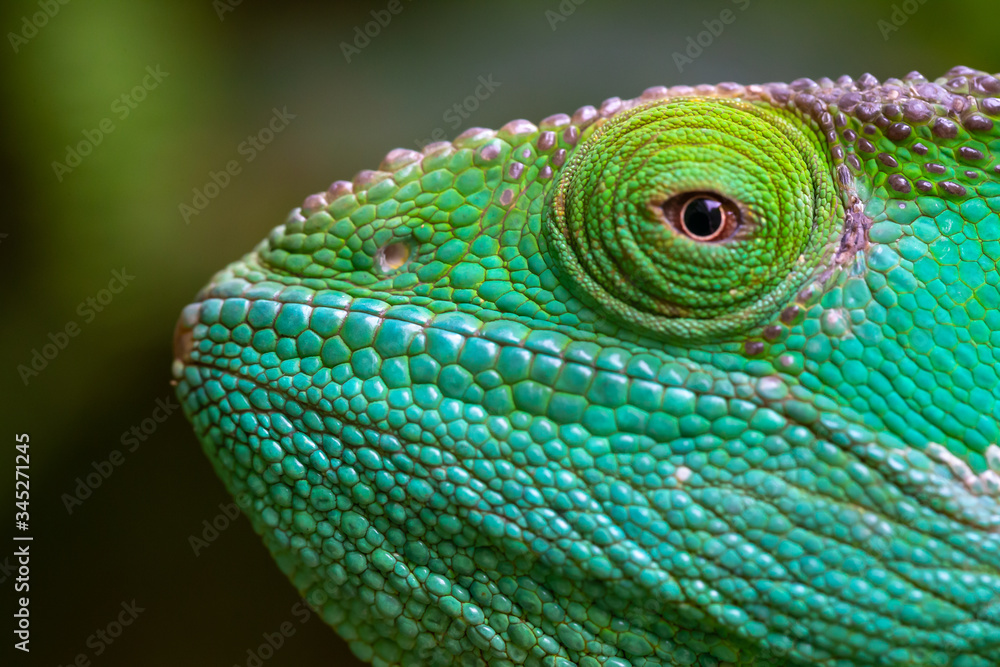 Obraz premium Close-up, macro shot of a green chameleon