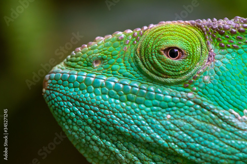 Close-up, macro shot of a green chameleon