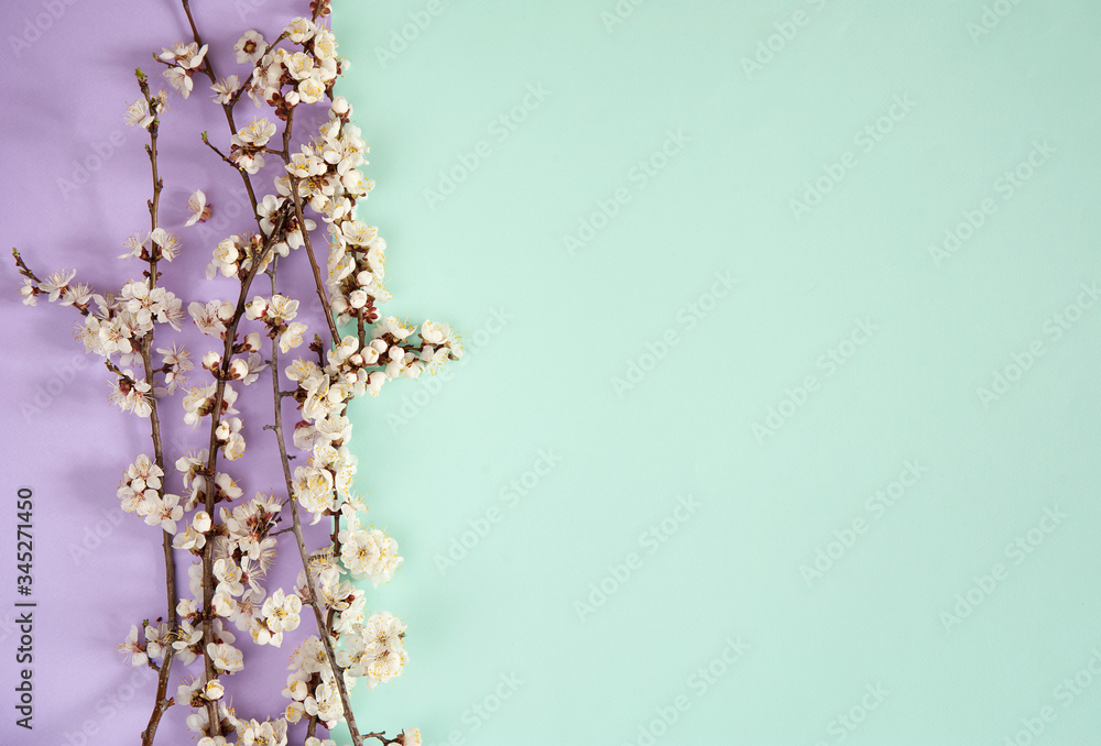 Flower composition. Border of tender spring branches of a blooming apricot on a pastel lilac and light green background. Free space.