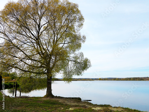  lake horizon with sunset near tree