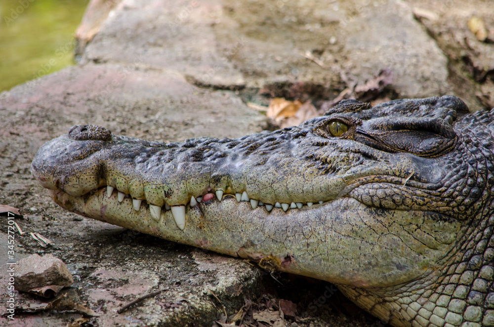 Obraz premium crocodile lying on a stone, head closeup