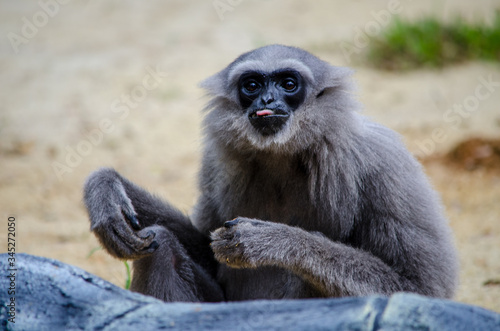 monkey sits on the ground and shows tongue