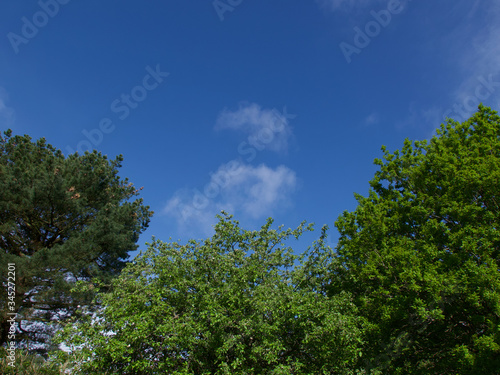 Deep blue sky background with assorted trees in foreground