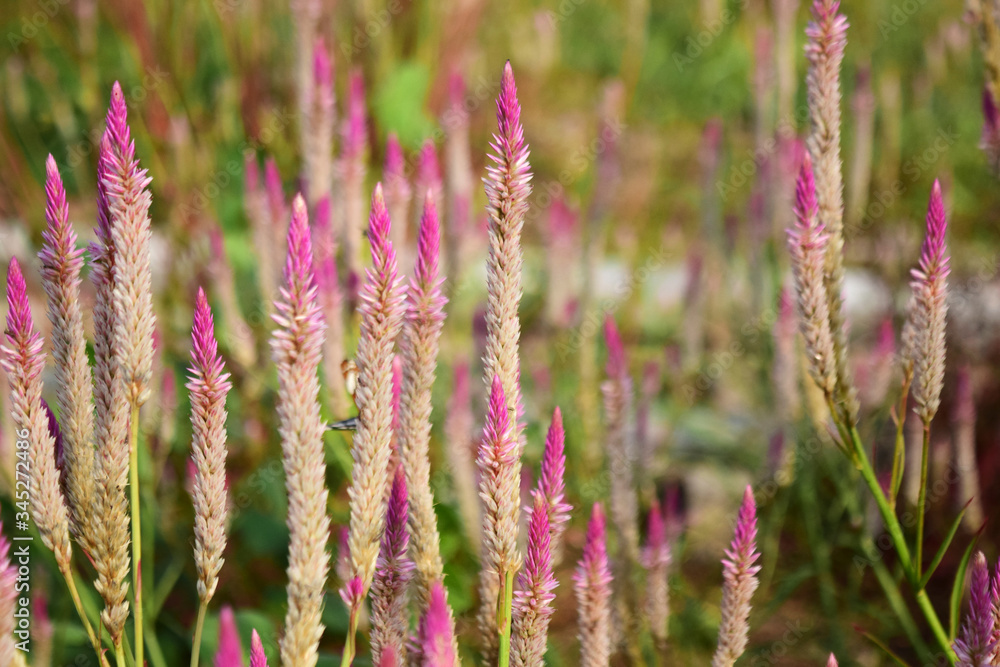 Boroco flowers bloom (Celosia argentea) - Baroco flowers in the garden Boroco flowers bloom (Celosia argentea) - Baroco flowers in the garden