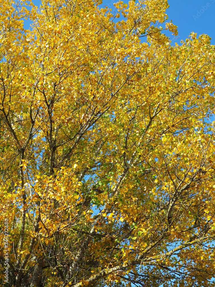 tree crown with yellow leaves on blue sky background tree crown with yellow leaves on blue sky background