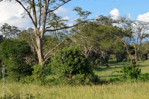 Trees growing in the dense rainforest of Aberdare Ranges  Kenya
