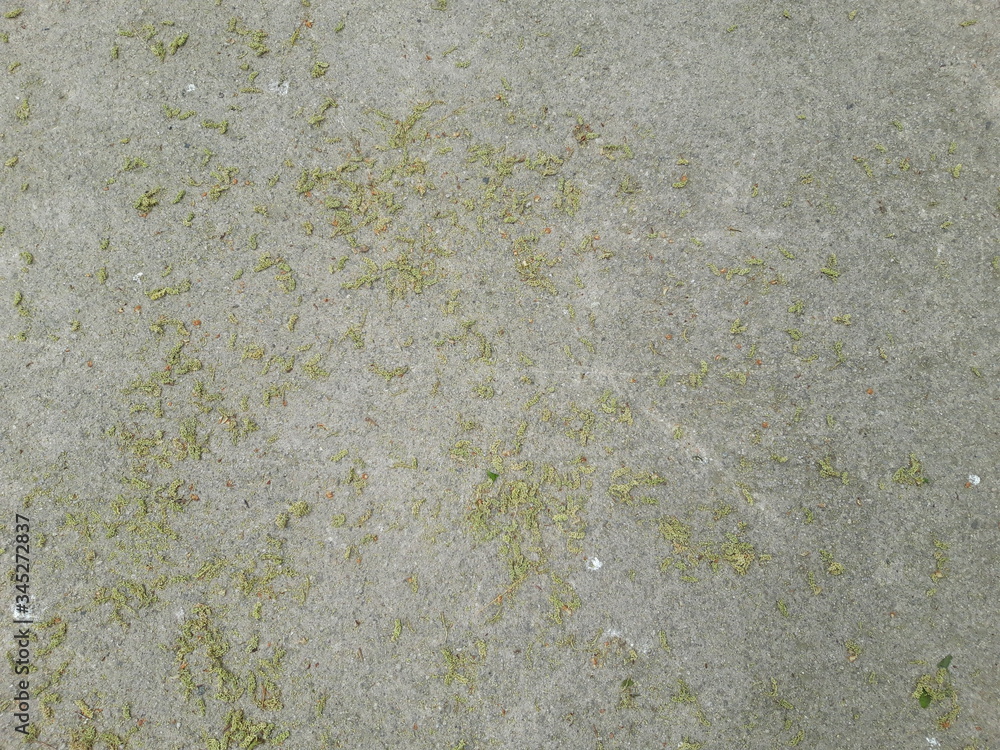 Obraz premium concrete and small leaves texture 2