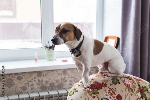 Jack Russell Terrier lying at home. Pet and household concept.