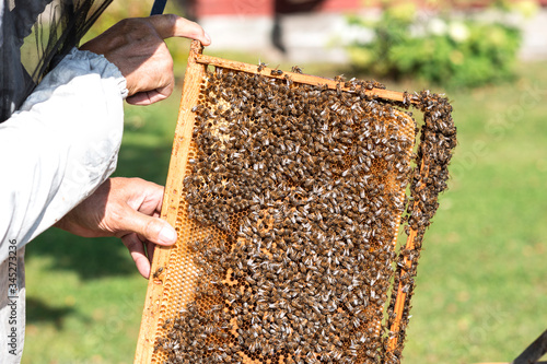 Beekeeper  keeps frame with honeycomb, looks after bees in the garden ,beekeeper  prepares to remove honey from the beehive, beekeeping,  apiculture concept