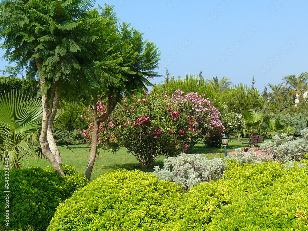 Obraz premium tropical garden with palm trees
