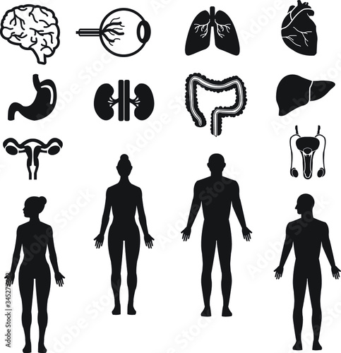 Human organs and silhouette vector icon set black: brain, eye, heart, lungs, liver, stomach, kidney, intestine, reproductive system