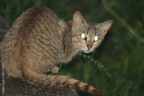 Beautiful cat at night photo