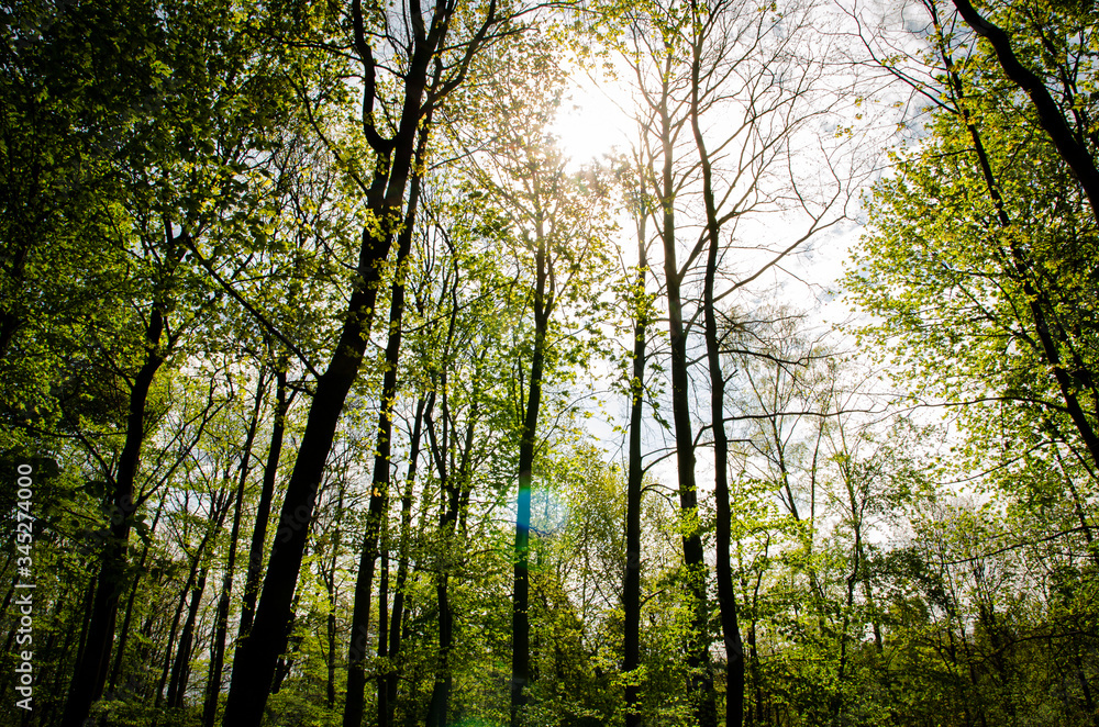 the sun among the trees
the sun among the trees