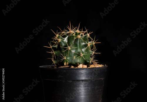 cactus pot isolated on black background,orange thorn,fero cactus. photo