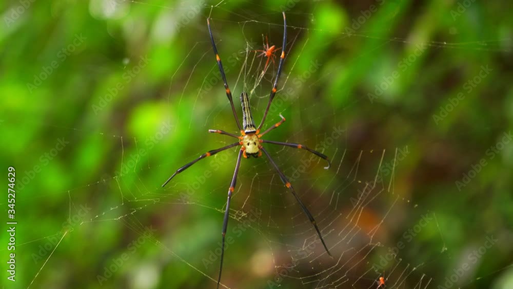 Golden orb weaver spider in the rainforest Golden orb weaver spider in the rainforest