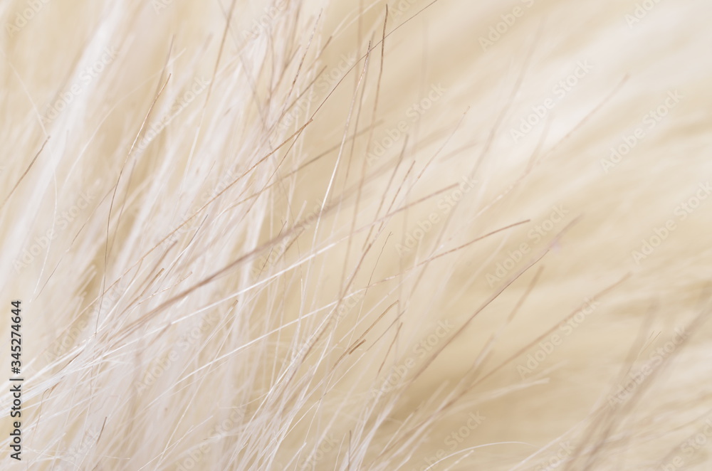Hair background texture Hair background texture