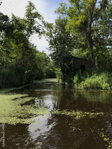 New Orleans Swamp with Trees and Blue Skies