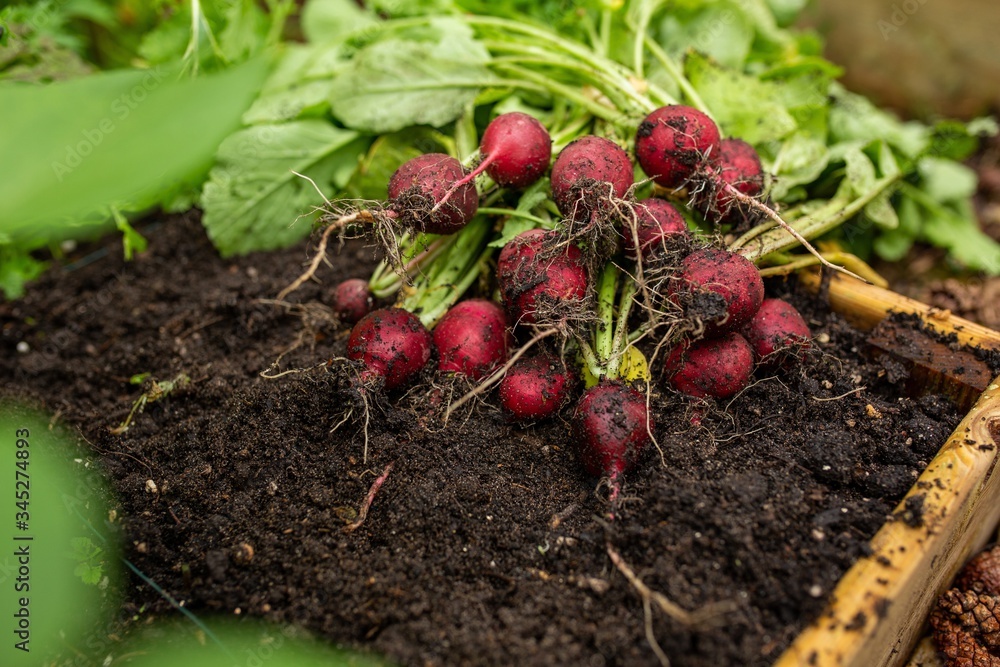 organic radish vegetables freshly pick from garden organic radish vegetables freshly pick from garden