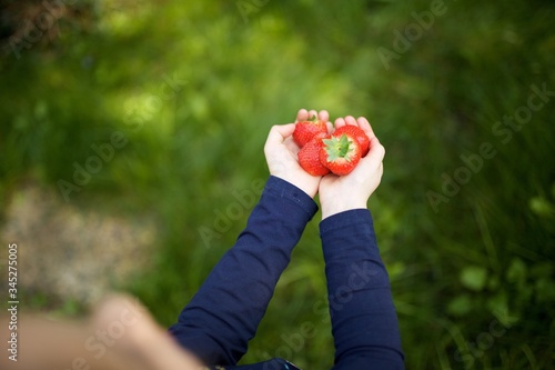 hands holding fresh organic strawberries with green grass in background