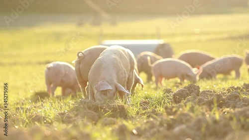 Free range domestic pigs eating on a meadow in an organic meat farm