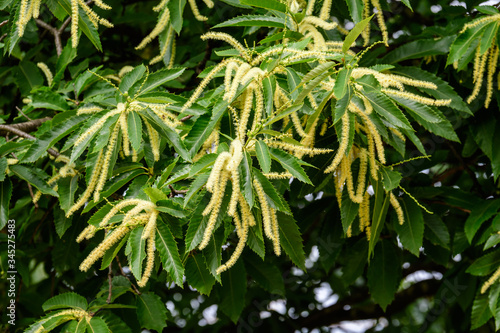 Large branches with decorative green flowers and leaves of Sweet chestnut tree  latin Castanea sativa  in a British garden in a sunny summer day  beautiful outdoor monochrome background 