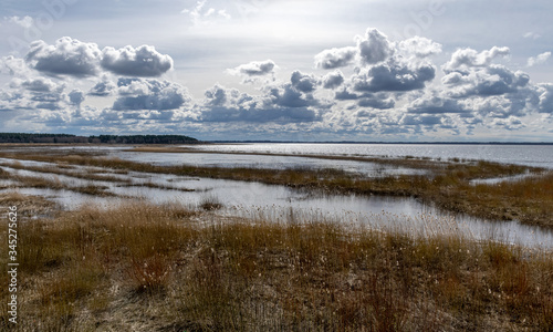 flooded lake shore, overgrown with last year's reeds and bushes, bird migration, beautiful cumulus clouds