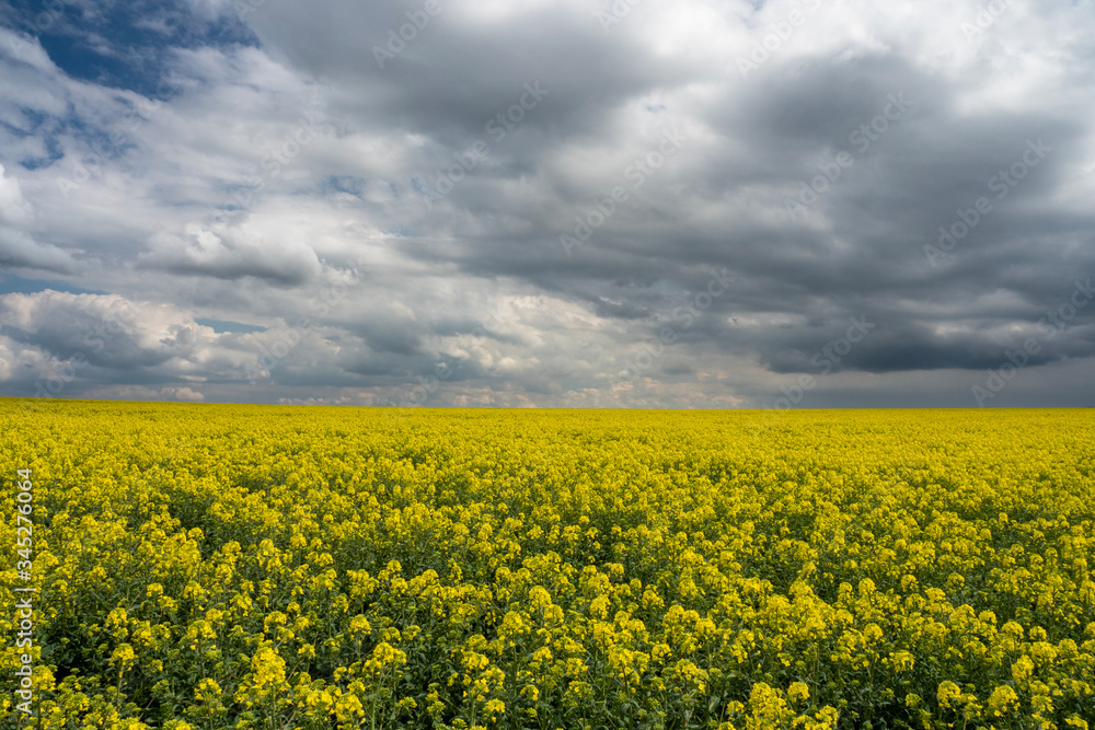 Rapeseed yellow field, polish landscape Rapeseed yellow field, polish landscape