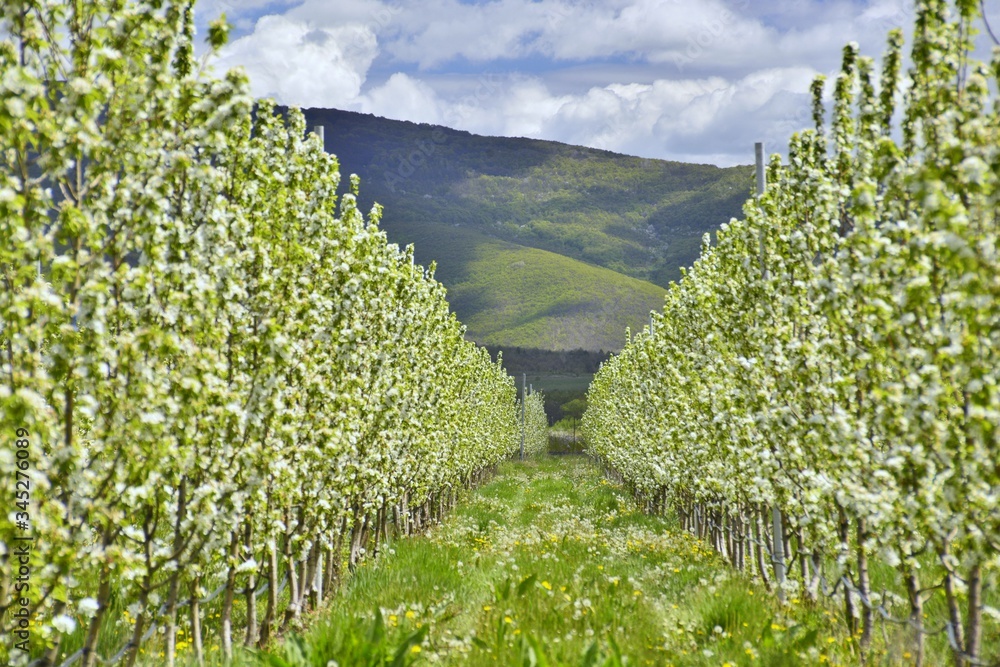 pear orchard with blossoming trees in spring