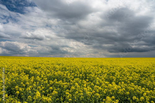 Rapeseed yellow field  polish landscape