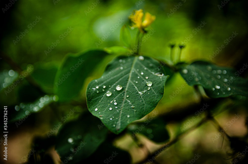 green leaf with morning dew
green leaf with morning dew