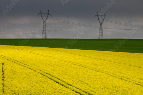 Rapeseed yellow field, polish landscape