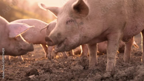 Free range domestic pigs eating on a meadow in an organic meat farm
