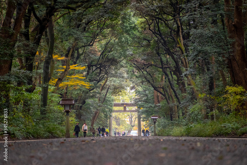 Long walking path in the Meiji Jingu shrine garden 