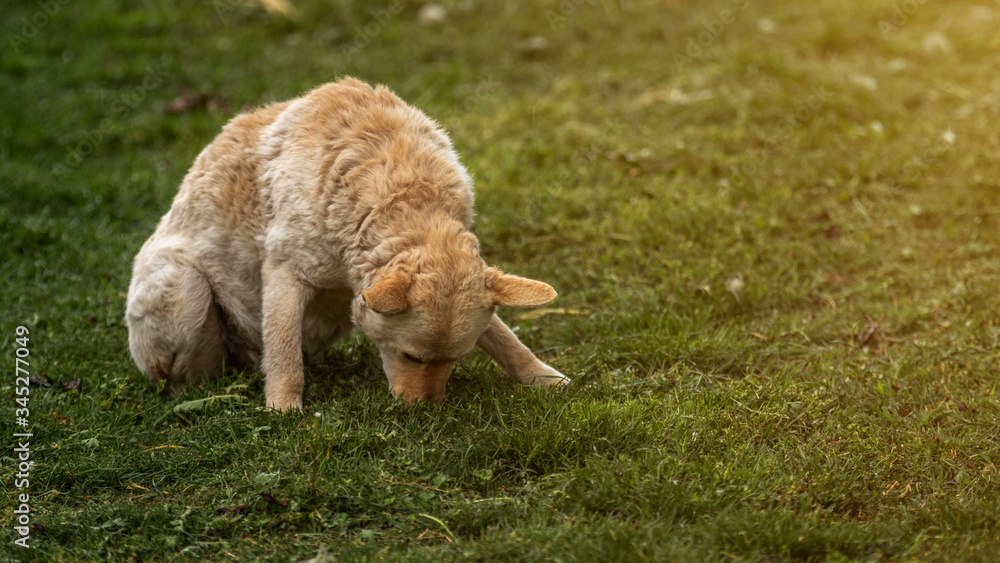 Obraz premium The dog sits with his nose down in the grass