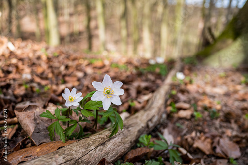 Wood anemones growing at a rotten piece of branch.