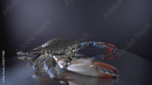 Blue crab, raw fresh seafood crawfish or shellfish rotating on the plate. 9mm lens wide close-up view. Exotic sea fish spinning, sold for cooking  Caribbean dish. Curry, Callaloo plate. 4k. photo